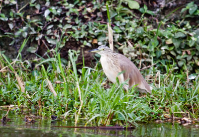 Squacco heron_9167