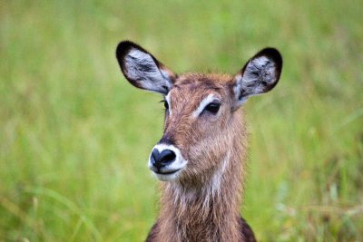 Waterbuck_9638