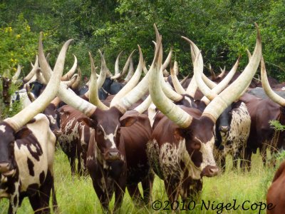 Ankoni cattle1020164