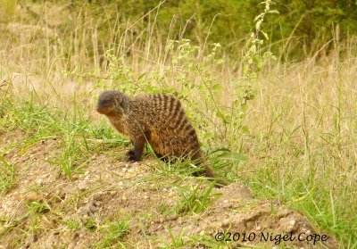 Banded mongoose 20048