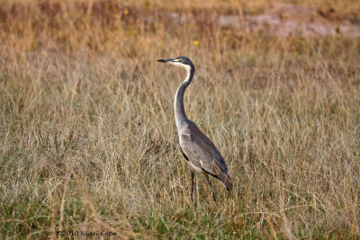 Black-headed heron_9024