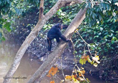 Chimpanzee-3