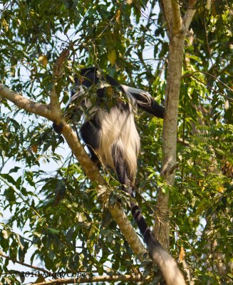 Colobus_9411