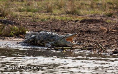 Crocodile_9174