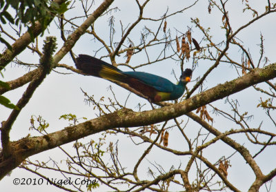 great Blue Turaco_9505