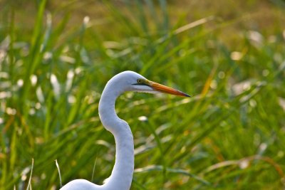 Great white egret_9270