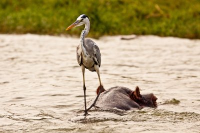 Grey heron_9282