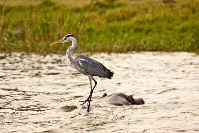 Grey heron_9283