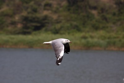 Greyheaded gull_9339