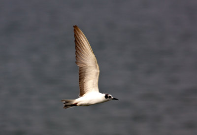 Gull-billed tern_9344