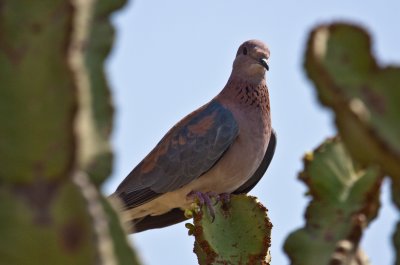 Laughing dove_9085