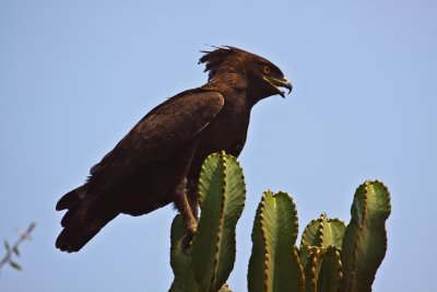 Long crested eagle_9375