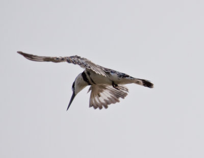 Pied kingfisher_9232