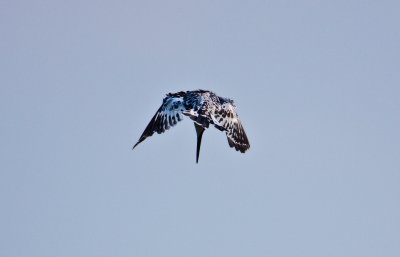 Pied kingfisher_9240