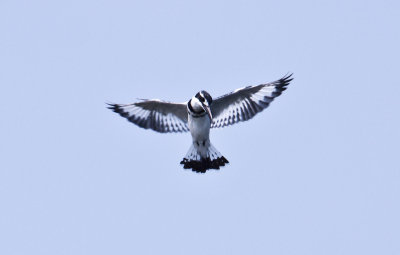 Pied kingfisher_9350