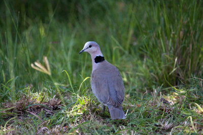 Ring-necked dove_9088