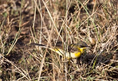 Yellow wagtail v beema-_9043