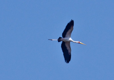 Yellowbilled stork_9066