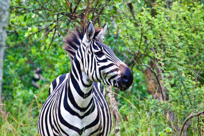 zebra_9667