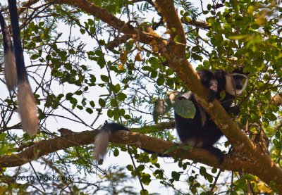 Colobus_9407