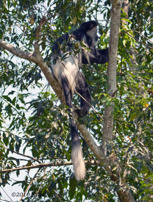 Colobus_9416