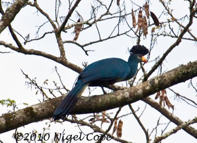 Great Blue Turaco_9506