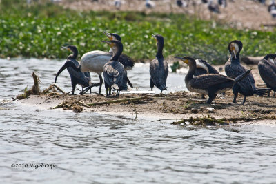 Great cormorant_9323