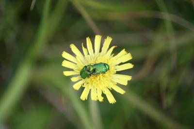 Harpalus affinus