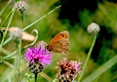 Small heath