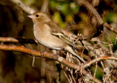 Chaffinch 8713