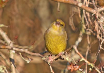 Greenfinch 8684