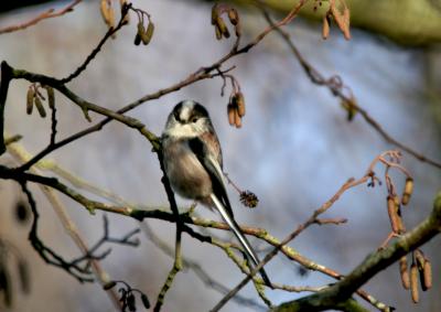 Longtailed tit 8739