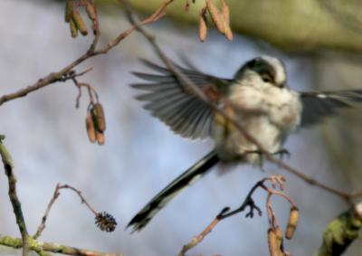 Longtailed tit 8740