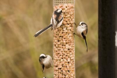 Longtailed tits 8977