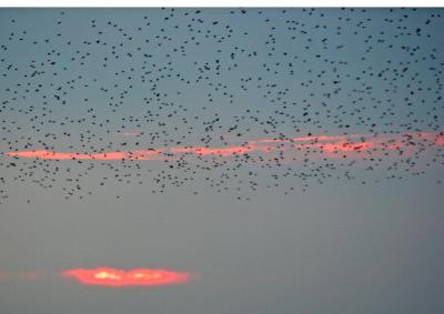Starlings going to roost_8887
