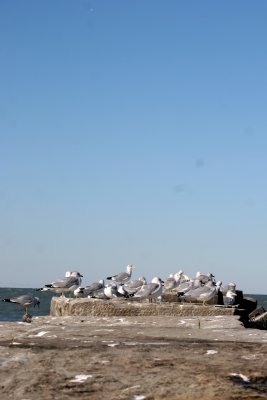 IMG_9368.JPG