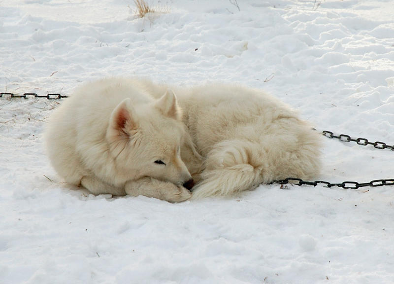mollie sleeping in the snow.jpg