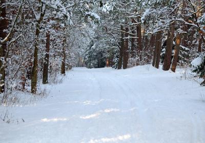 wood in the winter.jpg