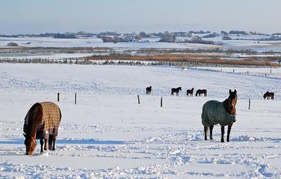 winterlandscape.jpg