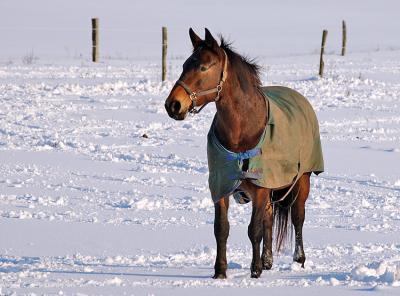 horse in snow.jpg