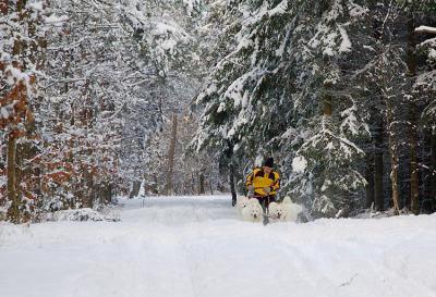 wintersport in the wood.jpg