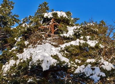 snow on tree.jpg