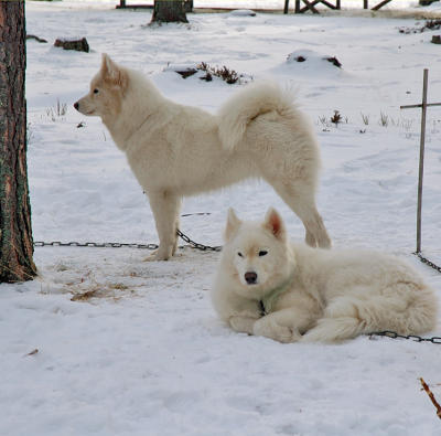 g3/75/583275/3/56156298.MollieandDixie.jpg