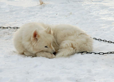 mollie sleeping in the snow.jpg