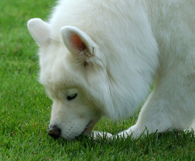 mollie eating grass.jpg