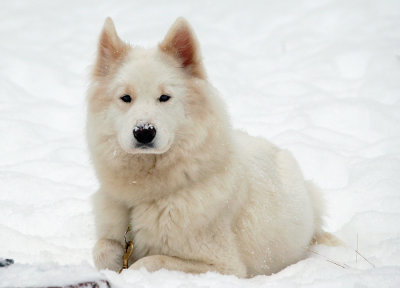 snowie with snow on nose.jpg