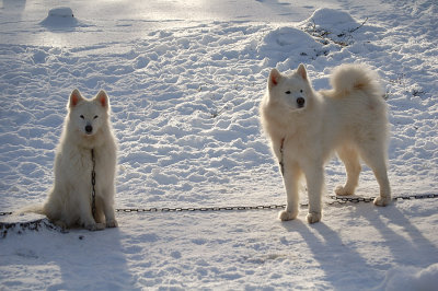 taiga and dusty