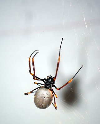 Sydney - 180 Spider 2 - Wildlife World Darling Harbour IMGP7012.JPG