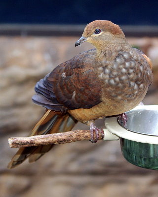 Sydney - 210 At Wildlife World Darling Harbour IMGP7114.JPG