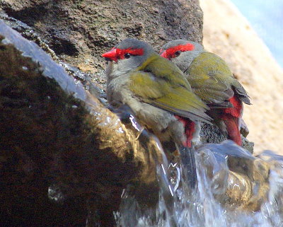 Sydney - 220 Cosy Couple with hot feet - Wildlife World Darling Harbour IMGP7136.JPG